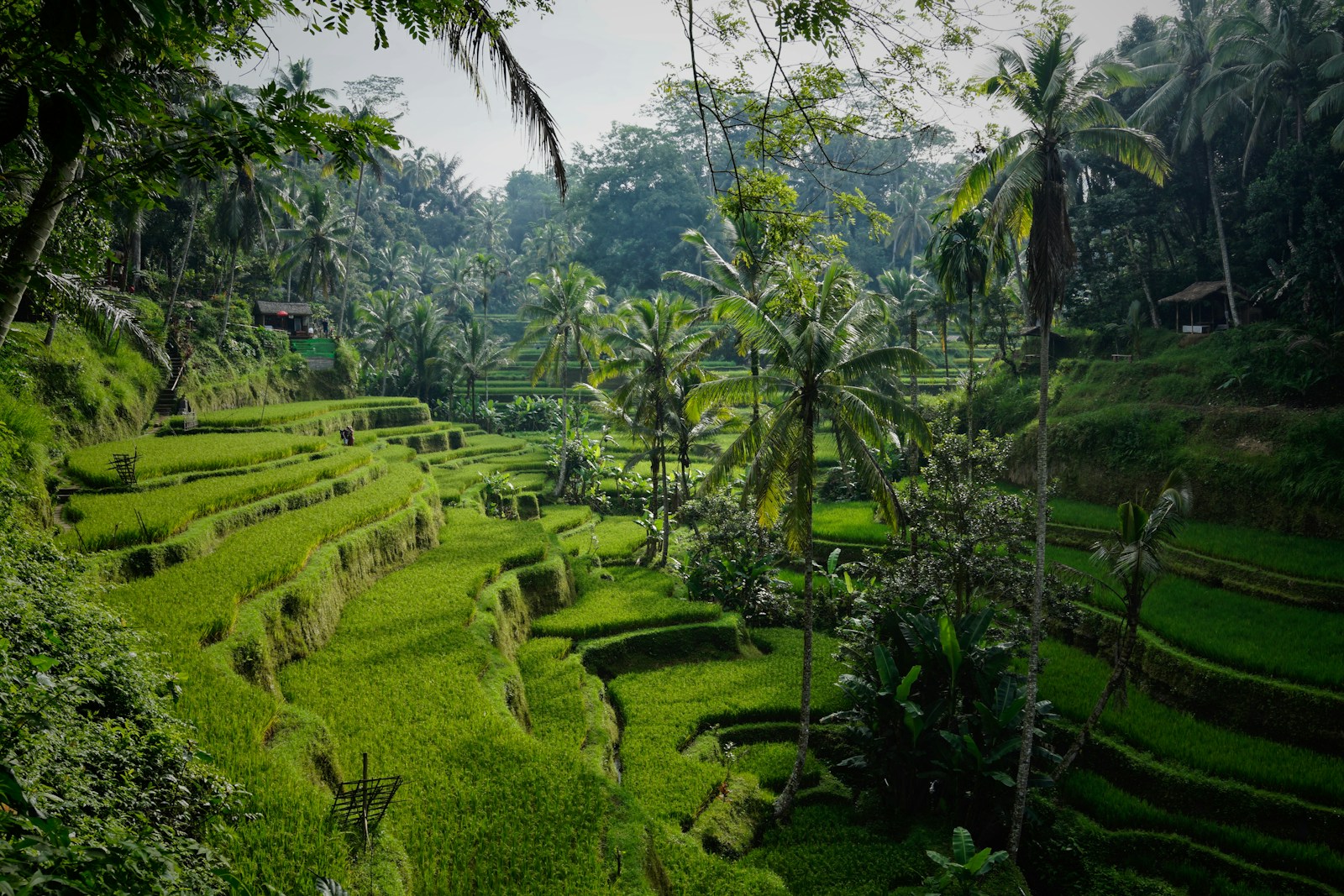 Experiencia en grupo en Indonesia